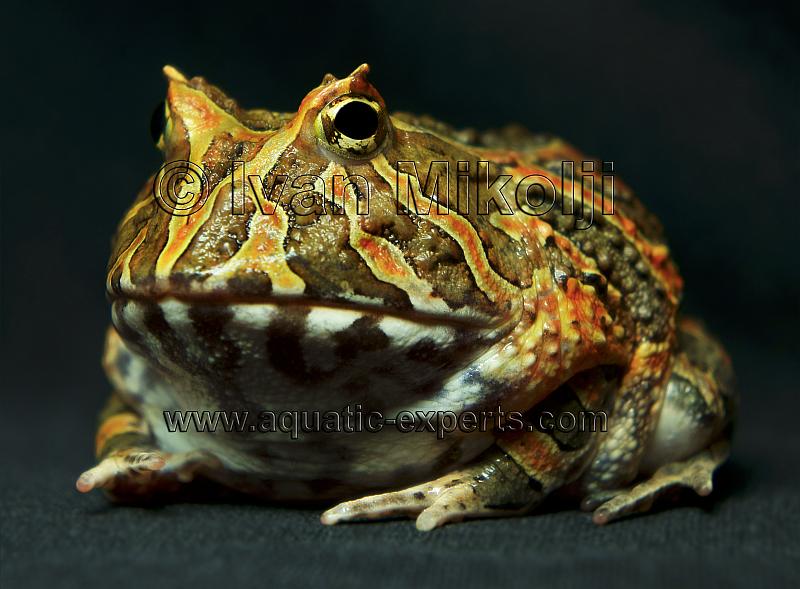 frogs from venezuela